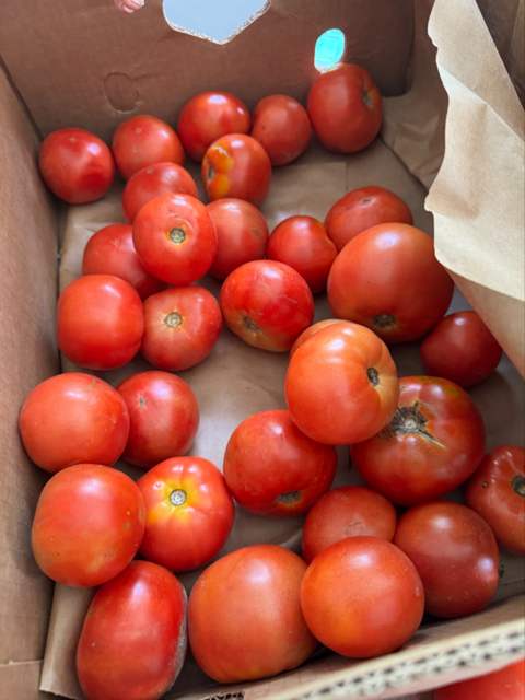Still more tomatoes