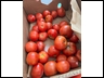 Still more tomatoes