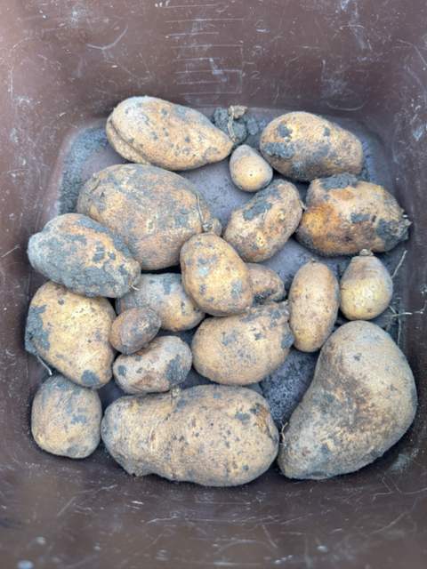 Potatoes